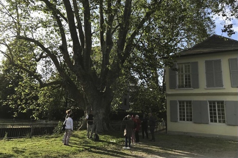 Bei einer Fhrung mit Gartenspezialisten lassen sich Offenburger Baumschtze erkunden - Badische Zeitung TICKET