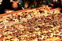 Bienenseuche im Breisgau unter Kontrolle &#8211; Experten mahnen zu Vorsicht