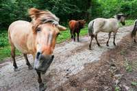 Im Taubergieen in der Ortenau sorgen Rinder und Pferde fr Artenvielfalt