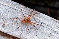 Arachnophobie: Psychiaterin rt, sich der Spinne Schritt fr Schritt anzunhern