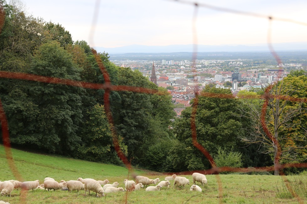 Kommandantengarten - Freiburg