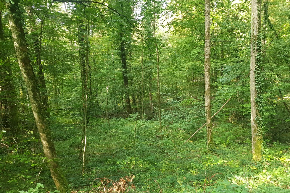 Gundelfinger Wald - Gundelfingen