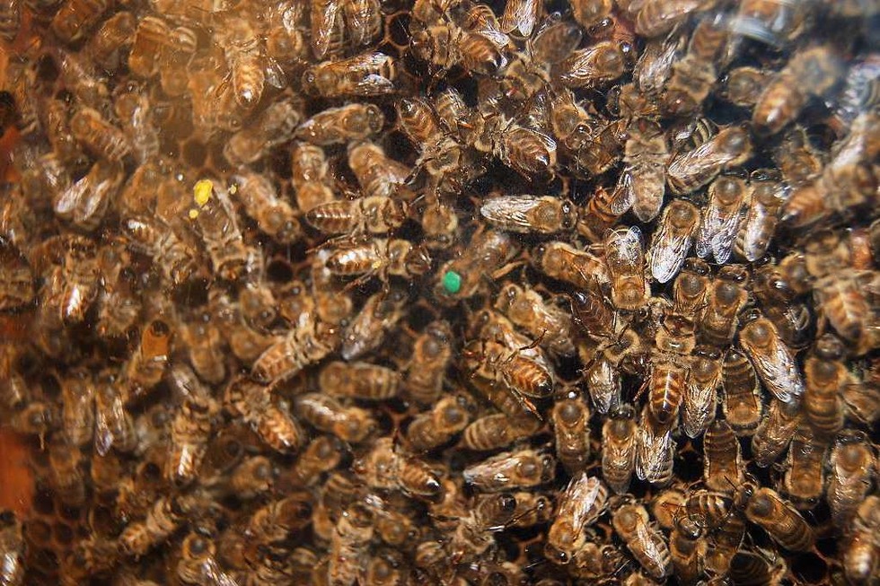 Bienenkunde-Museum - Mnstertal