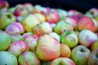 Warum die Apfelernte in Denzlingen in diesem Jahr geringer ausfllt