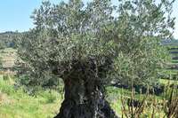 Bei Ihringen ist der erste Olivenhain am Kaiserstuhl gepflanzt worden