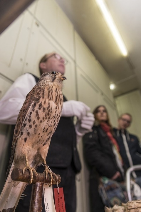 Chefvisite im Vogelkundemuseum - Halberstadt - 16.11.2024 11:00