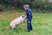 Ausgebxte Schweine bedrngen Polizisten und Feuerwehrleute im Hexental