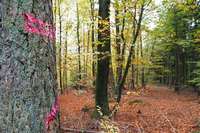 Malterdinger Wald erhlt fr 15.000 Euro eine Auffrischung