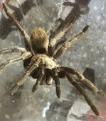 Die unglaubliche Spinne aus Peru
