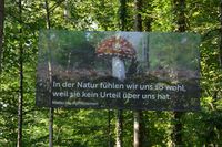 Gundelfingen will mit nachhaltiger Forstwirtschaft den Wald in Zeiten des Klimawandels strken
