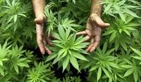 Cannabis ist ab 1. April erlaubt