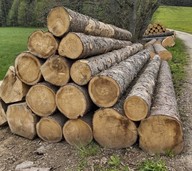 Holzpreise sinken, Waldbrandgefahr steigt