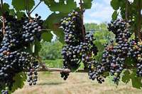 Piwi-Rebsorten werden fr einen kologischen Weinbau immer wichtiger