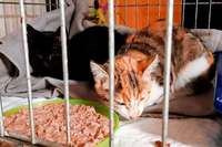 Horbener Brger sorgen sich um zahlreiche kranke Katzen im Ort