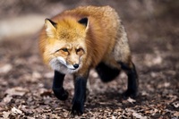 Die Tierrechtsorganisation Peta hat die Fuchsjagd in hlingen-Birkendorf im Visier