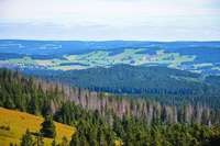 Wie soll der Schwarzwald der Zukunft aussehen?
