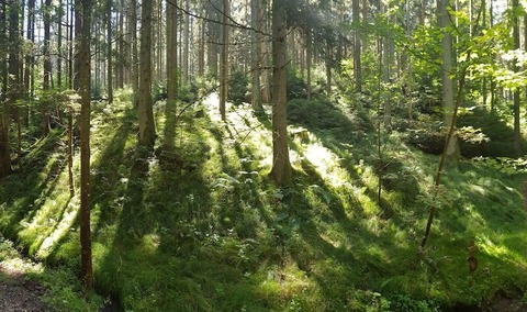 Waldbaden - Gstefhrungen - Bad Rappenau - 04.10.2024 14:30