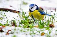 Ornithologe erklrt, wie die Vgel durch den sdbadischen Winter kommen