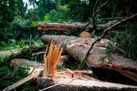 Im Forstbezirk Hochschwarzwald ist der Zustand des Waldes weiter kritisch