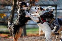 Die Hundewiese in Herbolzheim ist ein beliebter Treffpunkt fr Vierbeiner aus der Region