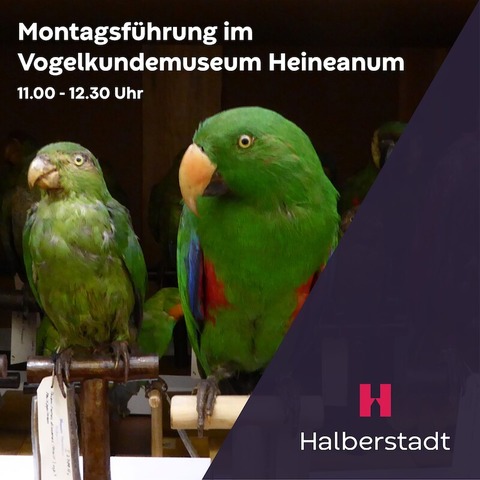 Montags im Heineanum - Exklusiver Einblick in das Vogelkundemuseum - Halberstadt - 14.10.2024 11:00