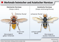 Asiatische Hornisse geht auch im Kreis Emmendingen auf Bienenjagd