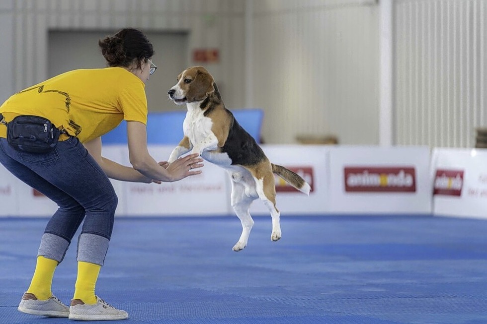 Die Messe Offenburg ldt zur Internationalen Rassehunde-Ausstellung ein - Badische Zeitung TICKET