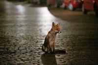 Strae als Todesstreifen: Auf Deutschlands Straen sterben jhrlich Millionen Wildtiere