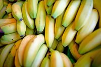 Warum ist die Banane in Gefahr?