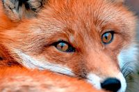 Was ist die Fuchsrude und wie knnen Mensch und Tier davor geschtzt werden?