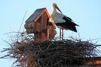 Ein Storchenpaar in Efringen-Kirchen will nicht weichen &#8211; und baut immer wieder ein neues Nest