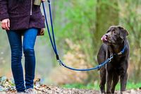Im Landschaftspark Wiese gelten neue Regeln fr die Leinenpflicht bei Hunden