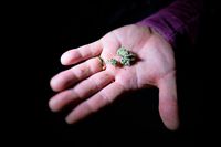 Das Cannabisgesetz sorgt fr neue Freiheiten &#8211; und Unklarheiten bei Behrden