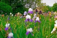 Iris-Grtner aus Leidenschaft &#8211; seit 20 Jahren gibt es den Irisgarten in Wehr