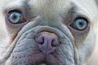 Pudelmischling von zwei freilaufenden Bulldoggen in Hugstetten angegriffen