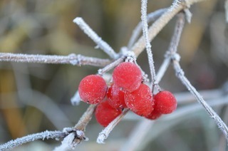 Winterliche Kurparkfhrung