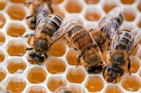Bienen-Krankheit: Die Faulbrutgefahr im Kreis Breisgau-Hochschwarzwald ist noch nicht gebannt
