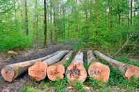 Forst widerspricht Kahlschlag-Vorwurf in Grenzach-Wyhlen