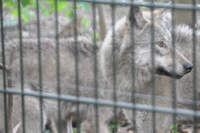Der Kleinbasler Tierpark Lange Erlen erffnet ein Gehege mit drei Wolfsrden