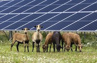 Heuweilers Rat diskutiert ber Photovoltaik auf Wiesen