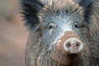 Wissen bers Wildschwein bei Koch- und Grillkursen in Ettenheim