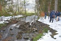 Biberfamilie gefhrdet Abwasserleitung und Fuweg in Hinterzarten
