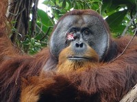Orang-Utan heilt Wunde aktiv mit einer Pflanze