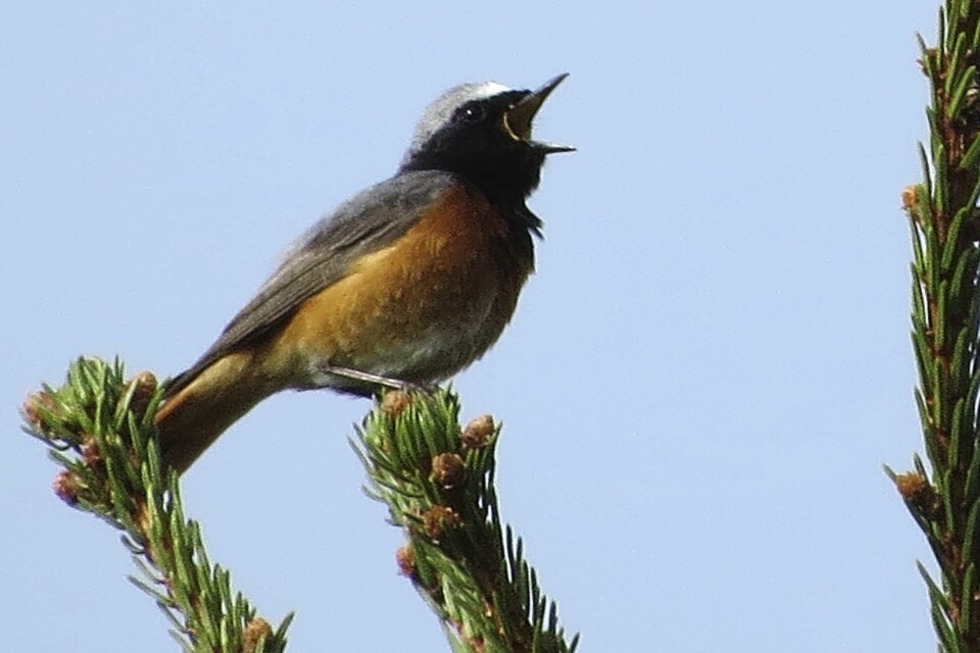 Vogelstimmenwanderung mit Stefan Bchner am Feldberg - Badische Zeitung TICKET