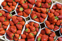 Frische Erdbeeren am besten direkt essen oder verwerten