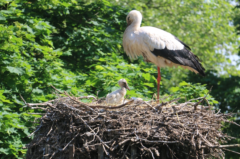 Storchen- und Erlebnispark Cigoland - Kintzheim