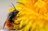 Die Wildbiene mag&#8217;s wild im Garten: Ein Lenzkircher erklrt, wie man die wichtigen Tierchen untersttzen kann