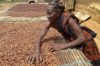 Der Dokumentarfilm "Akwanteng" ber die Kakaowirtschaft in Ghana luft im Kommunalen Kino