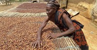 Der Dokumentarfilm "Akwanteng" ber die Kakaowirtschaft in Ghana luft im Kommunalen Kino