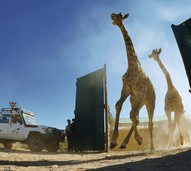 13 Giraffen nach Angola umgesiedelt